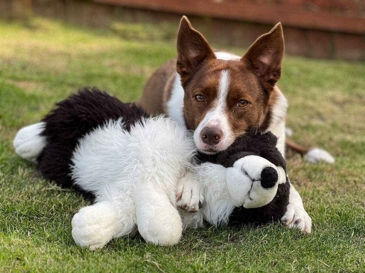 Outdoor Pet Supplies